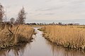 Tijnjepolder aan de Horsewei Boornzwaag.