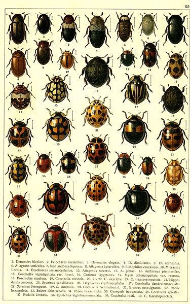 File:Georgiy Jacobson - Beetles Russia and Western Europe - plate 25.jpg