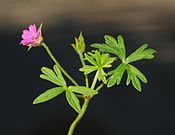 Geranium February 2008-4.jpg