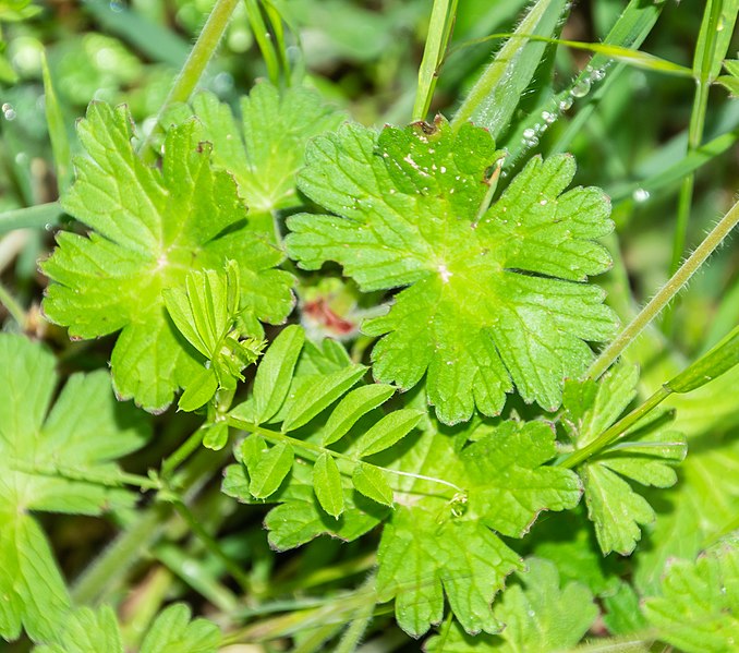 File:Geranium pyrenaicum in Aveyron (3).jpg