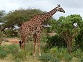 Giraffe. Tsavo East National Park - panoramio.jpg