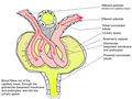 Thumbnail for Glomerular basement membrane