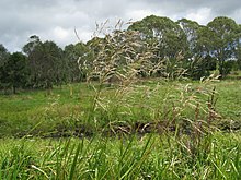 Glyceria maxima54 flowerhead1 (8684104083) .jpg