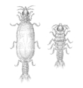 Miniatura para Gnathia maxillaris