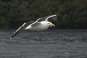 Goeland dans le Doubtful Sound (Nouvelle-Zélande)