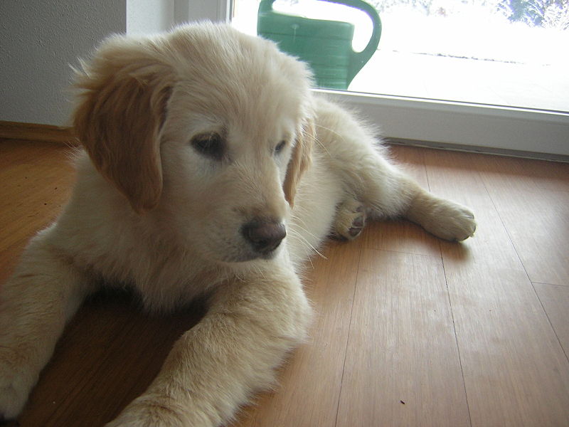 File:Golden Retriever Puppy 12weeks.JPG