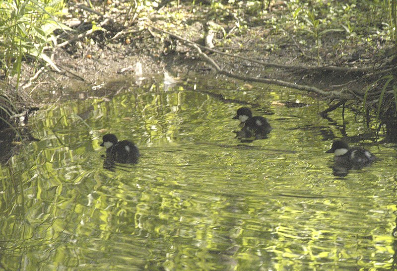 File:Goldeneye babies, Korso, may 2008 - panoramio.jpg