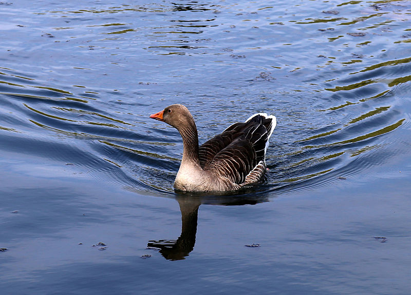 File:Goose in Hooks Marsh Lake at Fishers Green, Lee Valley, Waltham Abbey, Essex, England 01.jpg