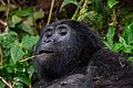 * Предлог Mountain gorilla (Gorilla beringei beringei), Bwindi Impenetrable National Park, Uganda --Poco a poco 05:04, 2 June 2024 (UTC) * Поддршка  Support Good quality. --Jakubhal 05:09, 2 June 2024 (UTC)