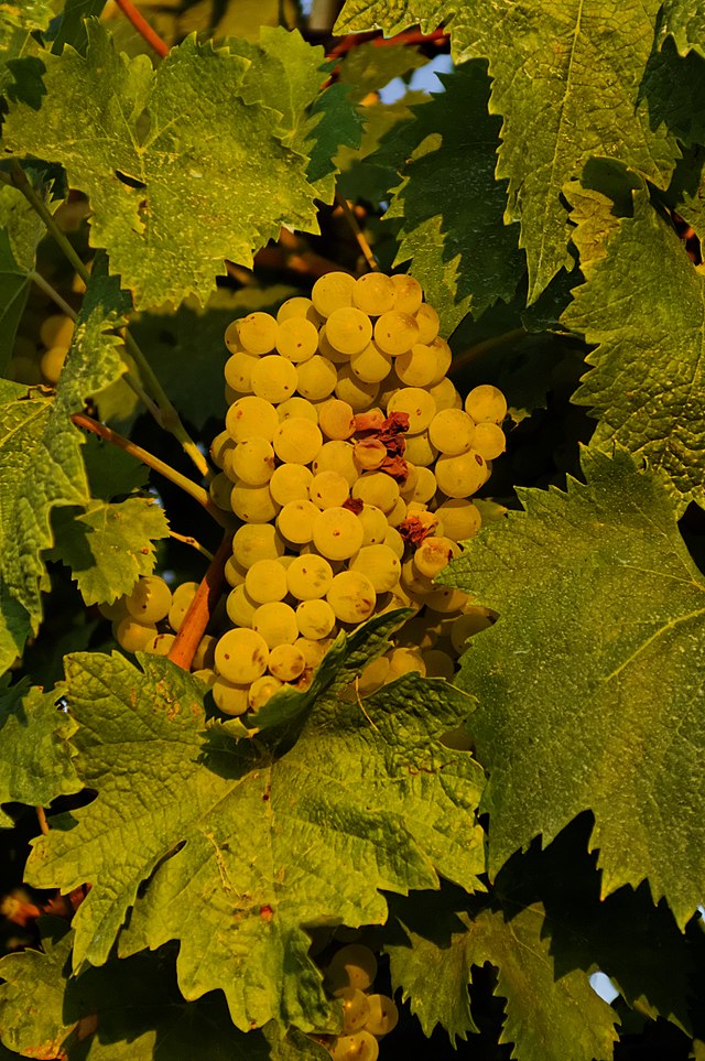 Grappe de Verdicchio (Marche -Italie)