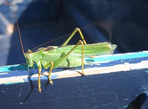 A big grasshopper on a little island in Croatia.