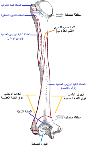 Gray208 Arabic YM.png