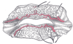 Thumbnail for Superior labial artery