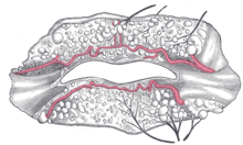 Illustration of lips from Gray's Anatomy showing the inferior and superior labial arteries, the glands of the lips, and the nerves of the right side seen from the posterior surface after removal of the mucous membrane Gray509.png