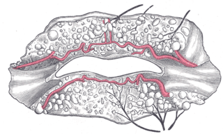 <span class="mw-page-title-main">Inferior labial artery</span> Artery in the lower lip