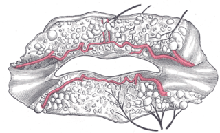 Inferior labial artery