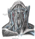 Vorschaubild für Vena jugularis anterior