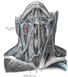 The veins of the neck, viewed from in front. Gray558.png
