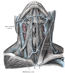 Jugular Venous Pressure Wikipedia