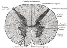 Cross-sectional view of spinal cord Gray664.png