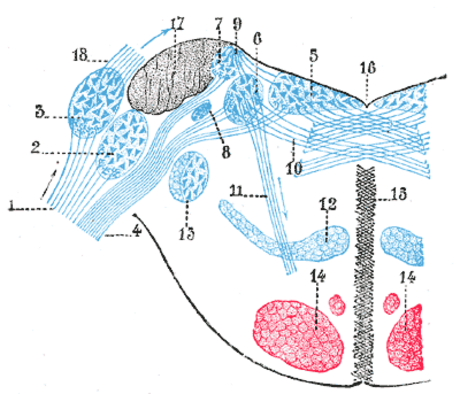 Nervus vestibularis