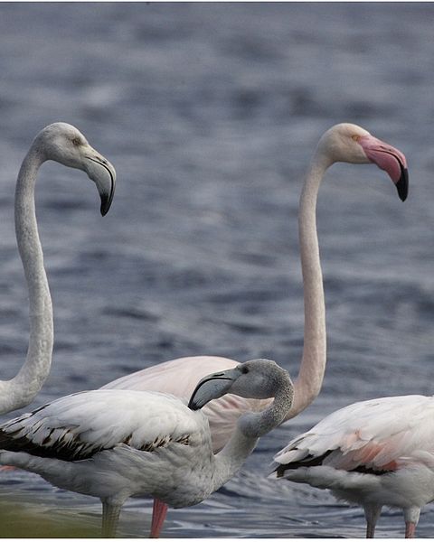 File:Greater Flamingo (Phoenicopterus roseus) - Flickr - Lip Kee (3).jpg