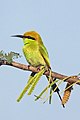 * Nomination Green bee-eater (Merops orientalis) --Charlesjsharp 15:11, 8 December 2019 (UTC) * Promotion  Support Good quality. --Poco a poco 16:39, 8 December 2019 (UTC)