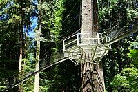 Canopy walk