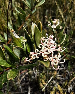 <i>Grevillea imberbis</i> Species of shrub in the family Proteaceae endemic to New South Wales