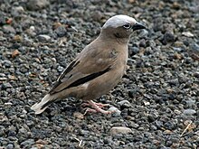 Grey-capped Social Weaver RWD.jpg