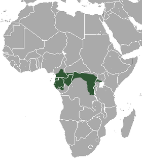 Grey-cheeked Mangabey area.png
