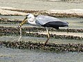 Grey Heron eating a seasnake.JPG