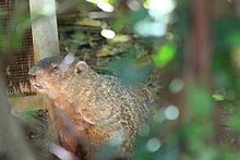 Sebbene siano solitamente timide, le marmotte americane possono andare alla ricerca di cibo nei pressi delle strutture umane.