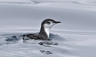 <span class="mw-page-title-main">Guadalupe murrelet</span> Species of bird