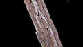 Guarea macrophyla Vahl (10091210154).jpg