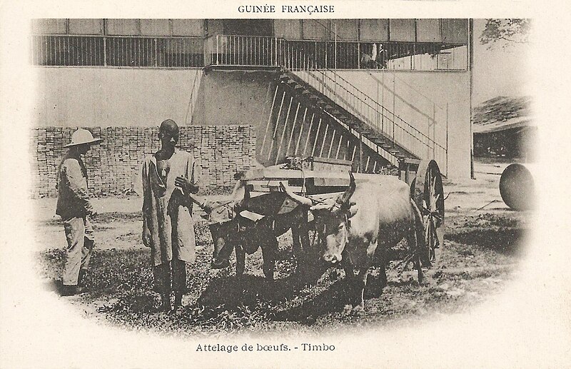 File:Guinée française-Attelage de boeufs-Timbo.jpg