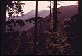 HEMLOCK TREES IN OLYMPIC NATIONAL TIMBERLAND, WASHINGTON NEAR OLYMPIC NATIONAL PARK - NARA - 555119.jpg