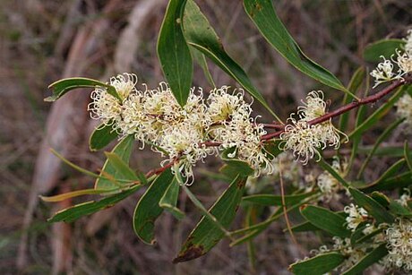 Hakea florulenta