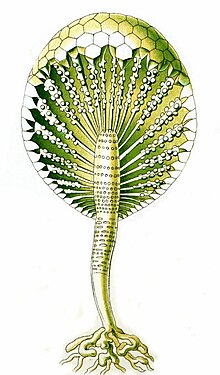 Haeckel Bornetella capitata.JPG