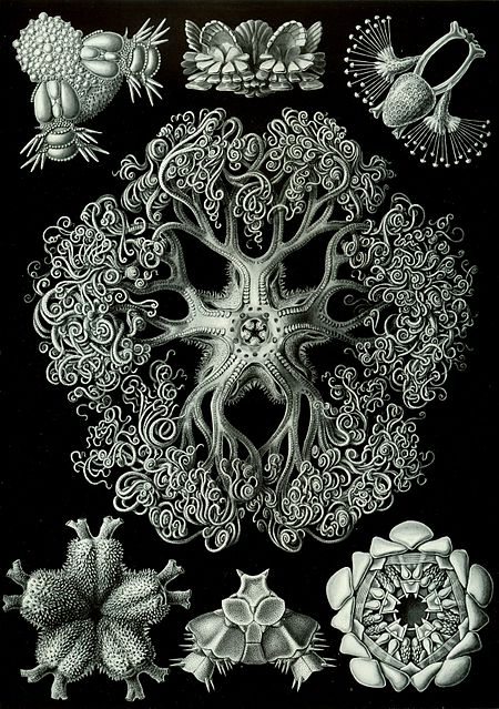 Haeckel Ophiodea 70.jpg