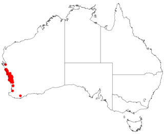 <i>Hakea auriculata</i> Species of shrub in the family Proteaceae endemic to Western Australia