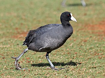 Fulica alai