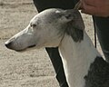 Whippet, blue brindle & white