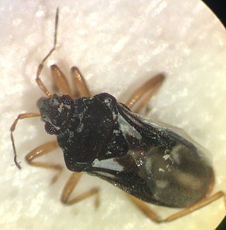 <i>Hebrus consolidus</i> Species of true bug