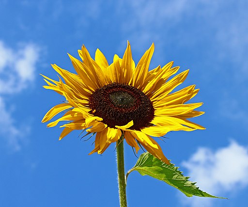 Helianthus annuus inflorescence