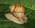 * Nomination Another Burgundy snail -- George Chernilevsky 04:55, 4 June 2021 (UTC) * Promotion Good quality --Llez 05:16, 4 June 2021 (UTC)