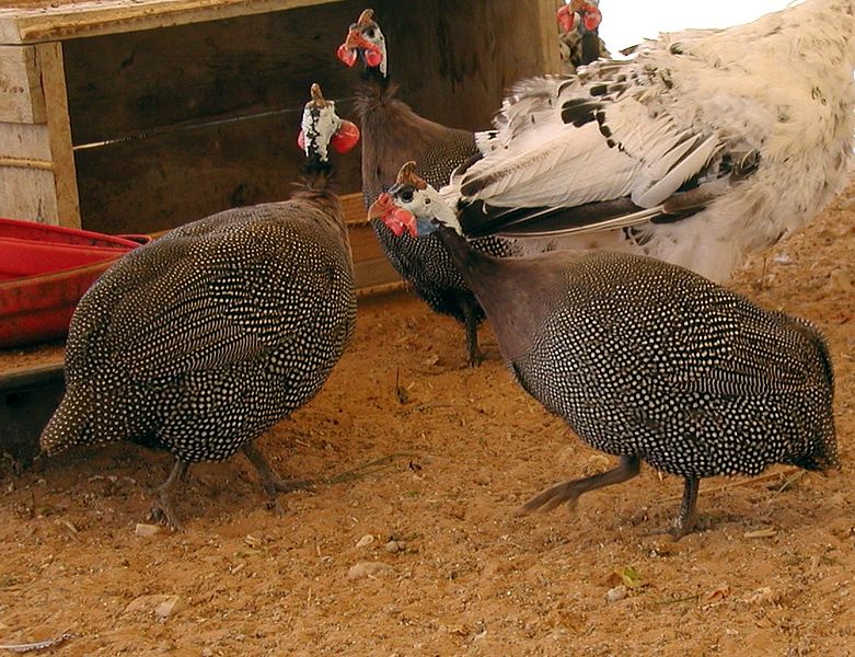 File:Helmeted Guineafowl and a cock.jpg