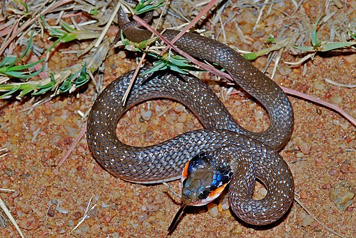 Herald Snake (Crotaphopeltis hotamboeia) (6888666734)