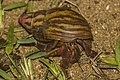 * Nomination Hermit crab (Coenobita rubescens) --Charlesjsharp 09:00, 23 June 2022 (UTC) * Promotion  Support Good quality. --Poco a poco 21:27, 23 June 2022 (UTC)