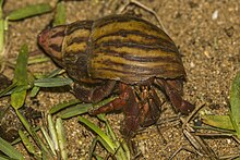 Hermit crab (Coenobita rubescens) shell Giant East African snail (Archachatina marginata) Principe.jpg